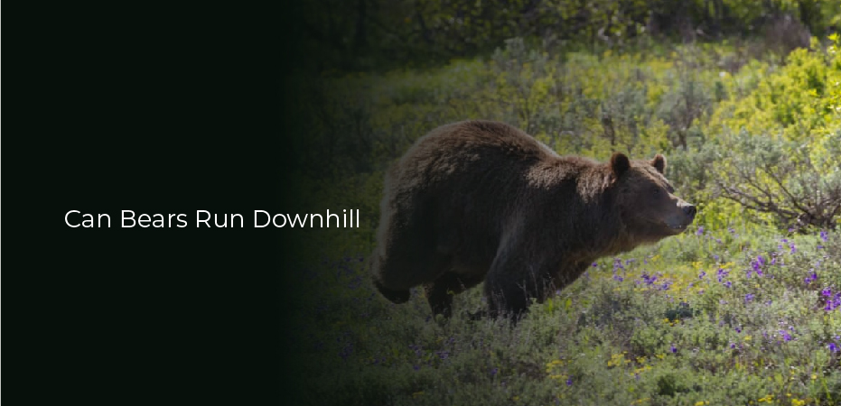 Can Bears Run Downhill